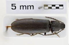 Foto (Dorsalansicht) von Denticollis cinctus (Candèze, 1863) (NHMW-ZOO-COL-0008520)
